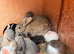 Flemish baby rabbits