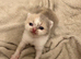 Beautiful TICA Registered British Shorthair