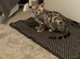 BEAUTIFUL TICA REGISTERED BENGAL - READY NOW