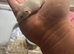 Two female fancy mice