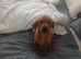 Labrador for sale
