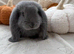 Special French Lop Baby Rabbits - Moorside Lops