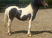 Cob x welsh colt
