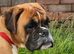 Boxer female needs new home