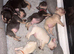 6 French bulldogs puppies KC registered