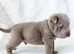 Lilac Shar-Pei Puppies For Sale