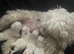 4 Maltese puppies