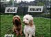 8 adorable puppies