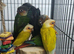 Greencheek conure yellow sided and turquoise