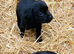 Cockerdor / Cockador Puppies