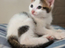 Two kittens available now