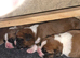 Beautiful red and white boxer puppies