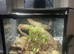 Male lilley white crested gecko