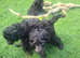 F1B Rare black standard Goldendoodle puppies in North Wales