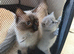 Ragdoll kittens