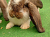 Giant French lops