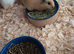 BABY CALIFORNIAN GUINEA PIGS