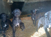 Beddy x whippet pups