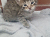 3 beautiful kittens
