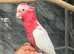 Ready Now Friendly Baby Handreared Super Tame Cuddly Lutino Galah Cockatoo Parrot,1
