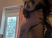 6 month old male ferret