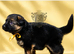 LONGHAIRED SHOW TYPE GSD PUPPIES KC DNA TESTED PARENTS