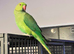 Stunning Indian ringnick parrot