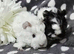 Boar pair available