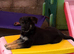German shepherd pup