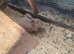 Flemish / continental giant x lop