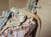 Baby bearded dragons
