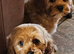 2 Lovely cavapoo male puppies for sale