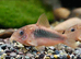 Cory Catfish