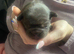French bulldog pups