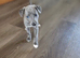 Beautiful Whippet puppies