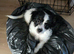 Papillon cross 5 months old needs new home