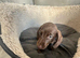 Dachshund Puppies