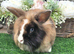 Black harliquin lionhead Doe