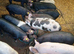 Weaners