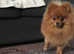 STUD POM Beautiful 2 Year Old XS Pomeranian