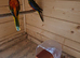 Neophema splendida parakeet