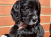 Cocker Spaniel Puppy&rsquo;s