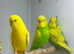 Budgies