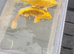 2 yellow koi