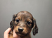Tiny longhaired dachshunds