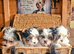 GENUINE BIEWER TERRIER PUPPIES AVAILABLE.