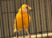 Canary