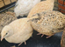 Jumbo Coturnix Quails and fertile eggs for hatching
