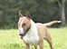 Miniature english bull terrier stud