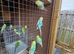 Budgies for sale